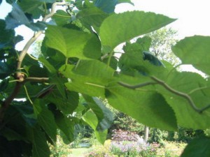 morwa szerokolistna, zygzakowata - morus latifolia Spirata szepiona