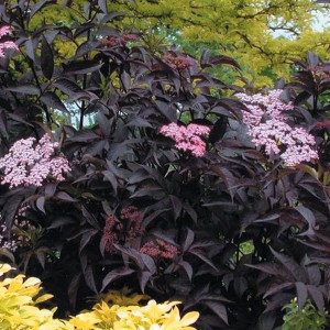 Bez czarny (Sambucus nigra) Black Beauty syn. Gerda c3 20-30cm