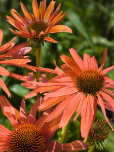 jeżówka purpurowa - Echinacea Pacific Summer