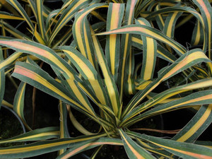 Juka (Yucca filamentosa) Colour Guard sadzonka