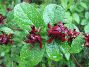 Kielichowiec wonny (Calycanthus floridus) c5 80-110cm