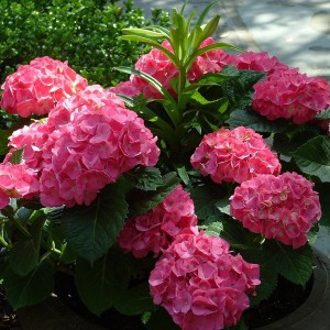 Hortensja ogrodowa (Hydrangea) Leuchtfeuer c2 30-40cm