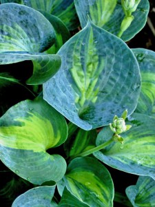 Funkia (Hosta) Rhino Hide sadzonka