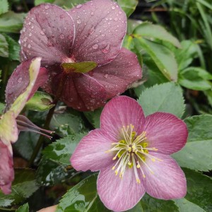 Ciemiernik wschodni glamour (Helleborus) Strawberry Moon c1 20-30cm
