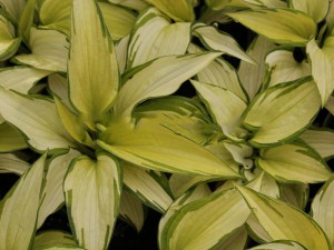 Funkia (Hosta) Eskimo Pie sadzonka