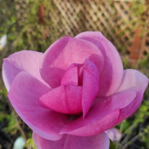 Magnolia (Magnolia) Watermelon c3 120-140 cm