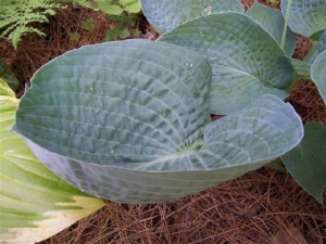 Funkia (Hosta) Abiqua Drinking Gourd c2