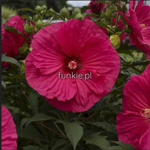 Hibiskus bylinowy (Hibiscus) Summer In Paradise p12