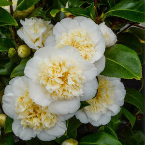 Kamelia japońska (Camellia japonica) Brushfield Yellow sadzonka 45-60cm