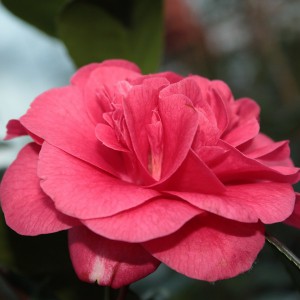 Kamelia japońska (Camellia japonica) Lady Campbell różowa c1,5 90-110 80-90cm