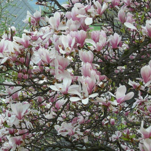 Magnolia pośrednia (Magnolia soulangeana) Amabilis c3 150-170 cm