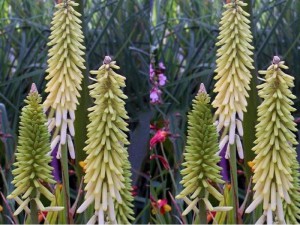 trytoma kremowa Little Maid - Kniphofia - płonąca pochodnia