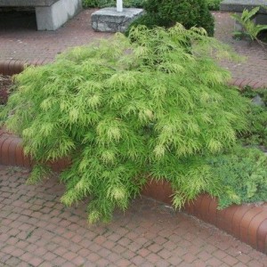 Klon palmowy szczepiony na pniu 80 cm (Acer palm.) Dissectum c5 100-120cm