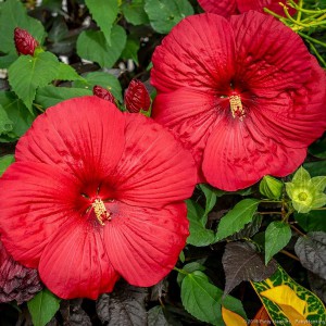 Hibiskus bylinowy (Hibiscus) Holy Grail p12