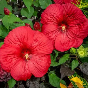 Hibiskus bylinowy (Hibiscus) Holy Grail p12