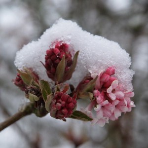 Kalina bodneńska (Viburnum bodnanense) Charles Lamont c2,5 60-80cm