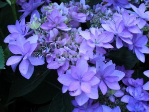 hortensja - seria You and Me - Hydrangea Romance Blue
