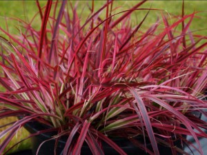 rozplenica - Pennisetum Fireworks sadzonka