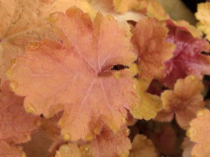 żurawka - Heuchera Christa