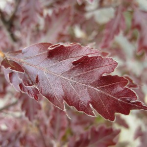 Buk czerwonolistny (Fagus sylvatica) Rohanii c4 140-160cm