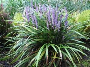 Liriope szafirkowe (Liriope muskari) Big Blue sadzonka