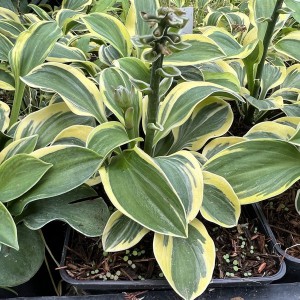 Funkia (Hosta) Lucky Mouse sadzonka c1