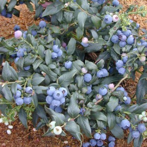 Borówka amerykańska Patriot (Vaccinium corymbosum L.) c1,5 30-40cm WCZESNA