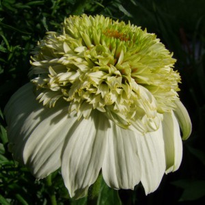 Jeżówka purpurowa (Echinacea) Milkshake sadzonka