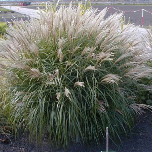 Miskant chiński (Miscanthus chinensis) Kleine Fontane c1