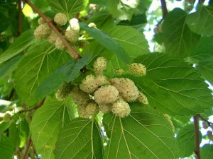 Morwa biała (Morus alba) 120-150cm sadzonka p11