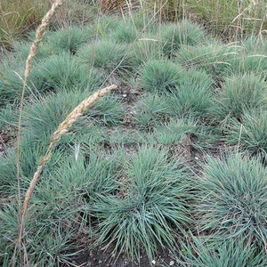 Trawa strzęplica sina (Koeleria glauca) Coolio sadzonka