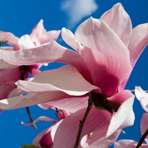 Magnolia (Magnolia) Star Wars - najszybciej rosnąca c3 160-180 cm