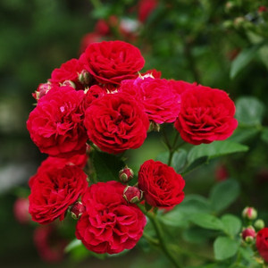 Róża pnąca Chevy Chase czerwona c2 130-150cm
