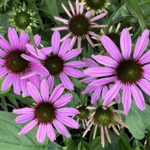 Jeżówka purpurowa (Echinacea) Fountain Light Purple sadzonka
