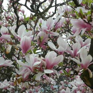 Magnolia pośrednia (Magnolia soulangeana) Alexandrina c3 120-150 cm