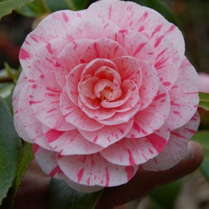 Kamelia japońska (Camellia japonica) Lavinia Maggi rózowa nakrapiana c1,5