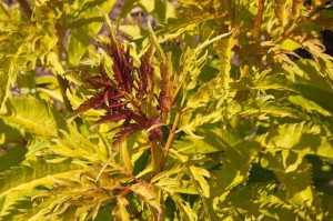 Bez, lilak koralowy - Sambucus racemosa plumosa aurea