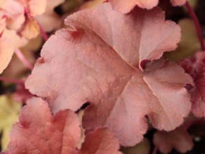 żurawka - Heuchera Mahogany