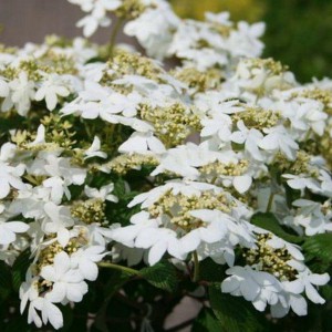 Kalina japońska (Viburnum plicatum) Watanabe c3 60-80cm