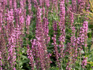 szałwia omszona - Salvia nemorosa Rosakonigin sadzonka