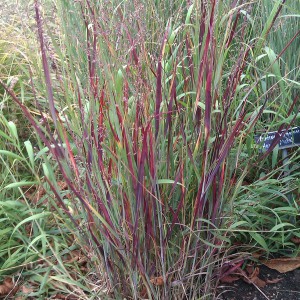 Proso rózgowate (Panicum virgatum) Heavy Metal sadzonka