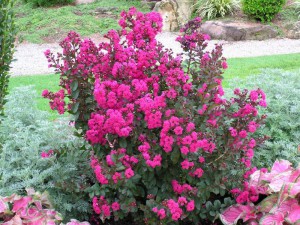 Lagerstroemia (Lagerstroemia)Best Red ciemny liść kwiat różowy 70-80 cm