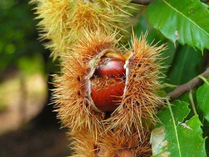 Kasztan jadalny (Castanea sativa) c2 50-70cm