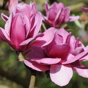 Magnolia (Magnolia) Ian's Red c3 80cm
