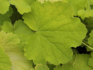 żurawka - Heuchera Pistache