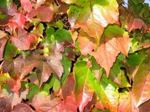 Winobluszcz trójklapowy (Parthenocissus tricuspidata) c2