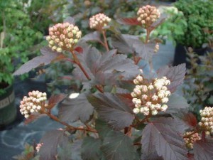 Pęcherznica kalinolistna (Physocarpus opuliofolius) Diabolo c2 40cm