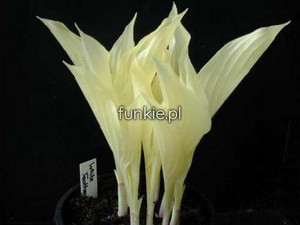 funkia - Hosta White Feather