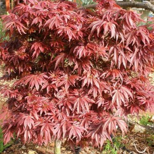Klon palmowy szczepiony (Acer palm.) Shaina c4 40-60cm