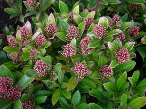 Skimia japońska (Skimmia japonica) Rubella c2,5 30-40 cm odm. męska